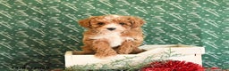 Toy Poodle dogs for sale: Izzy - Ad 1