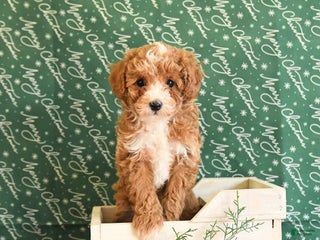 Toy Poodle dogs Izzy - Ad 40