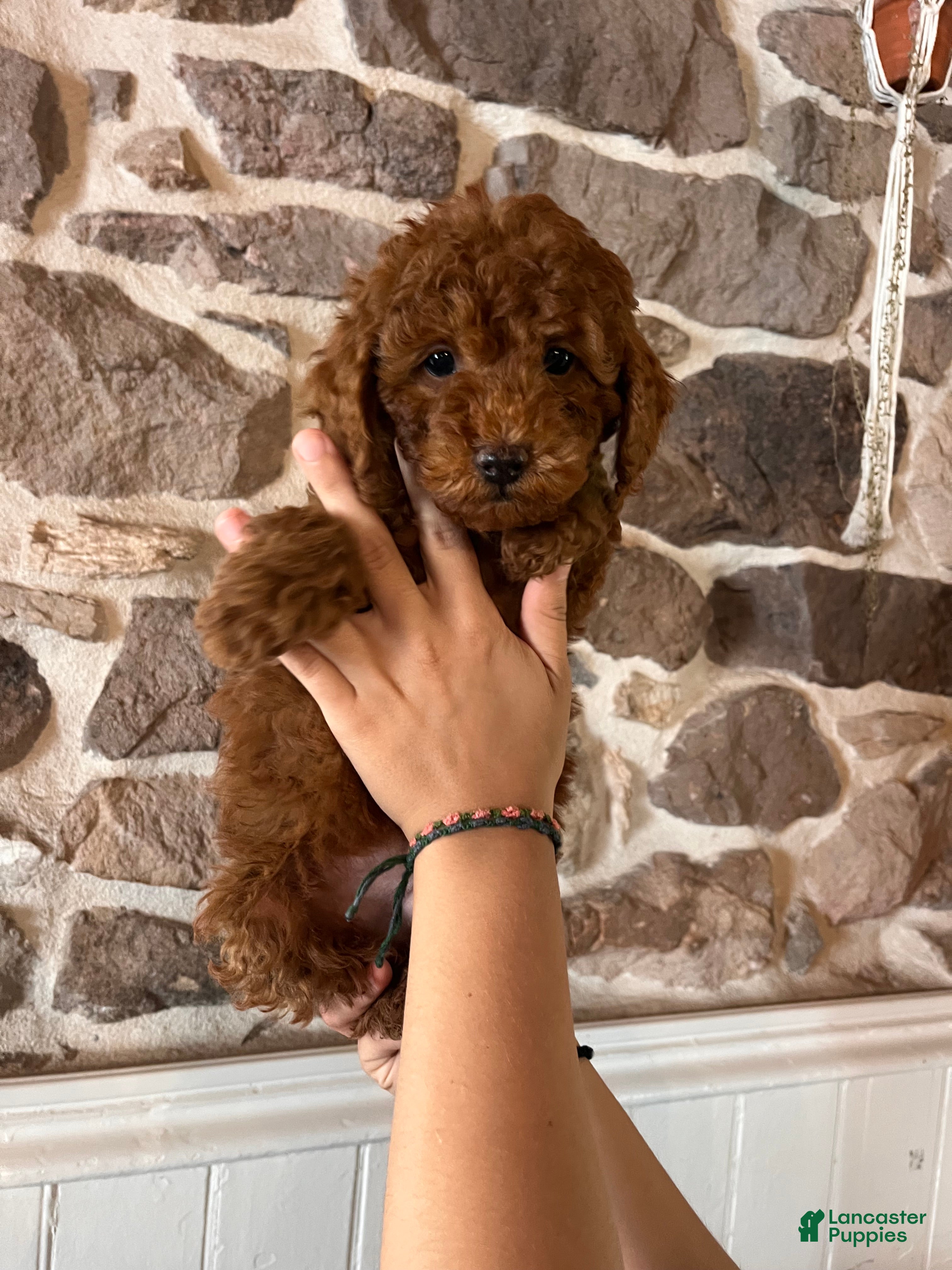 Toy Poodle dogs for sale: Big Ben - Ad 2
