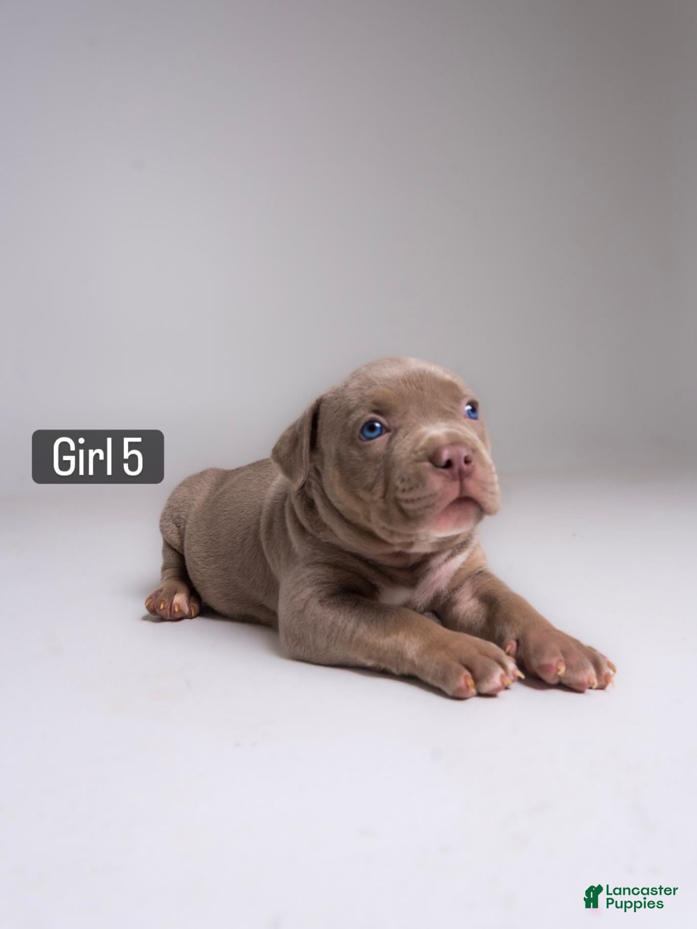 American Bully dogs 🌸🐾 - Ad 31