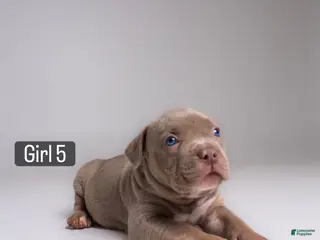 American Bully dogs 🌸🐾 - Ad 28