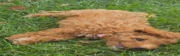Miniature Poodle dogs for sale: Rosie-Potty and Crate Training/Parents Health Tested  - Ad 3