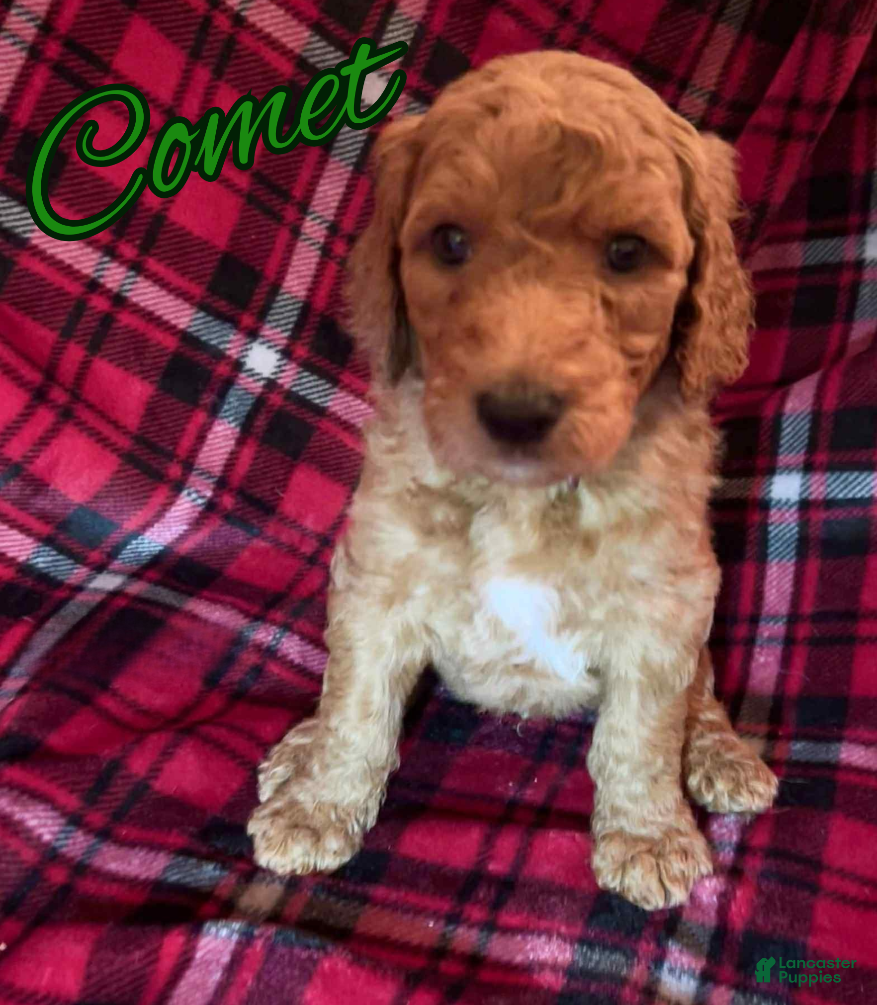 Goldendoodle dogs Comet - Ad 17