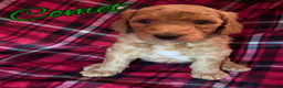 Goldendoodle dogs for sale: Comet - Ad 1