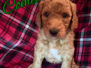 Goldendoodle dogs Comet - Ad 42