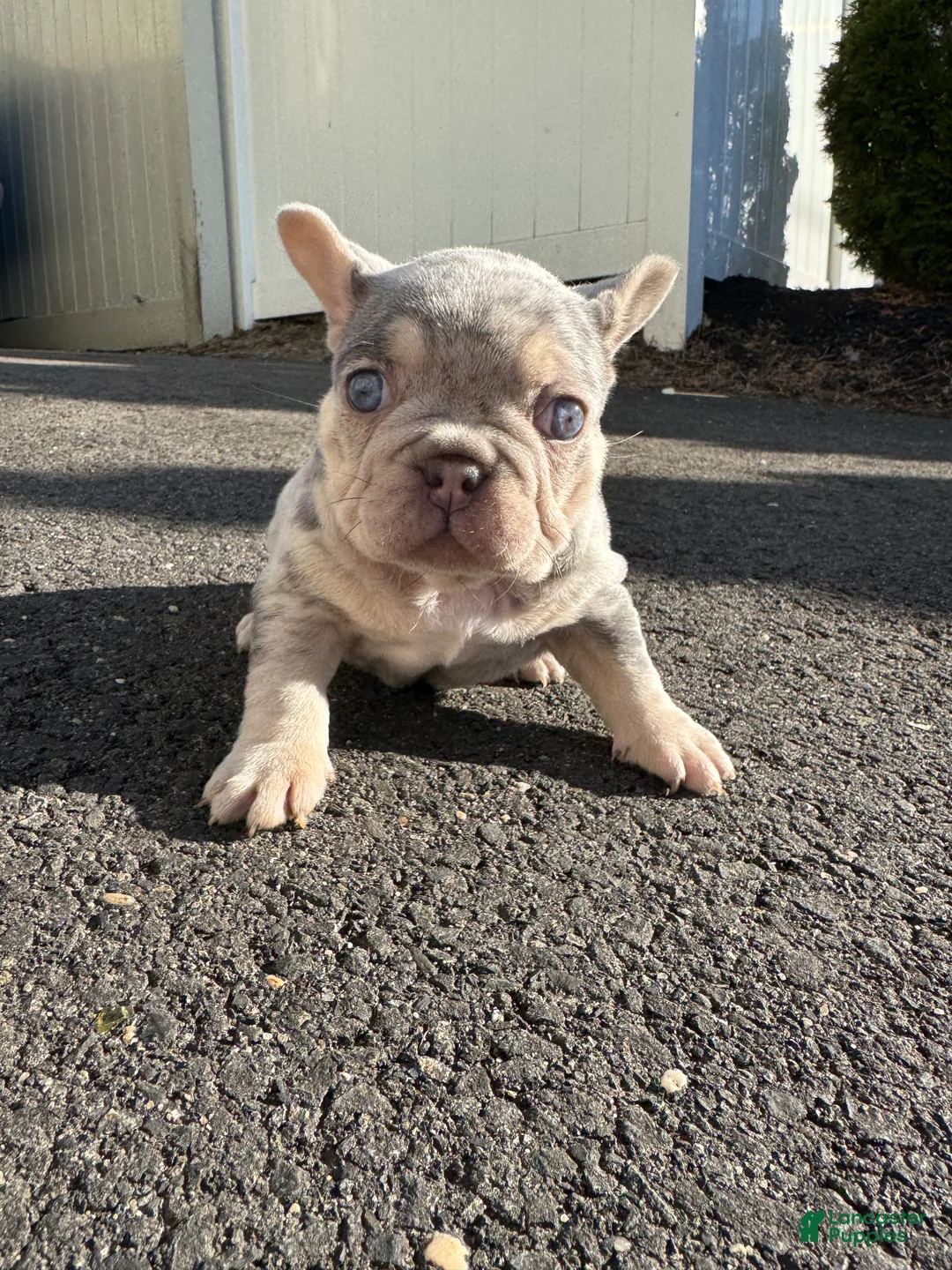 French Bulldog dogs for sale: Prada - Ad 1