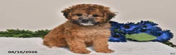Miniature Poodle dogs for sale: Izzy - Ad 1