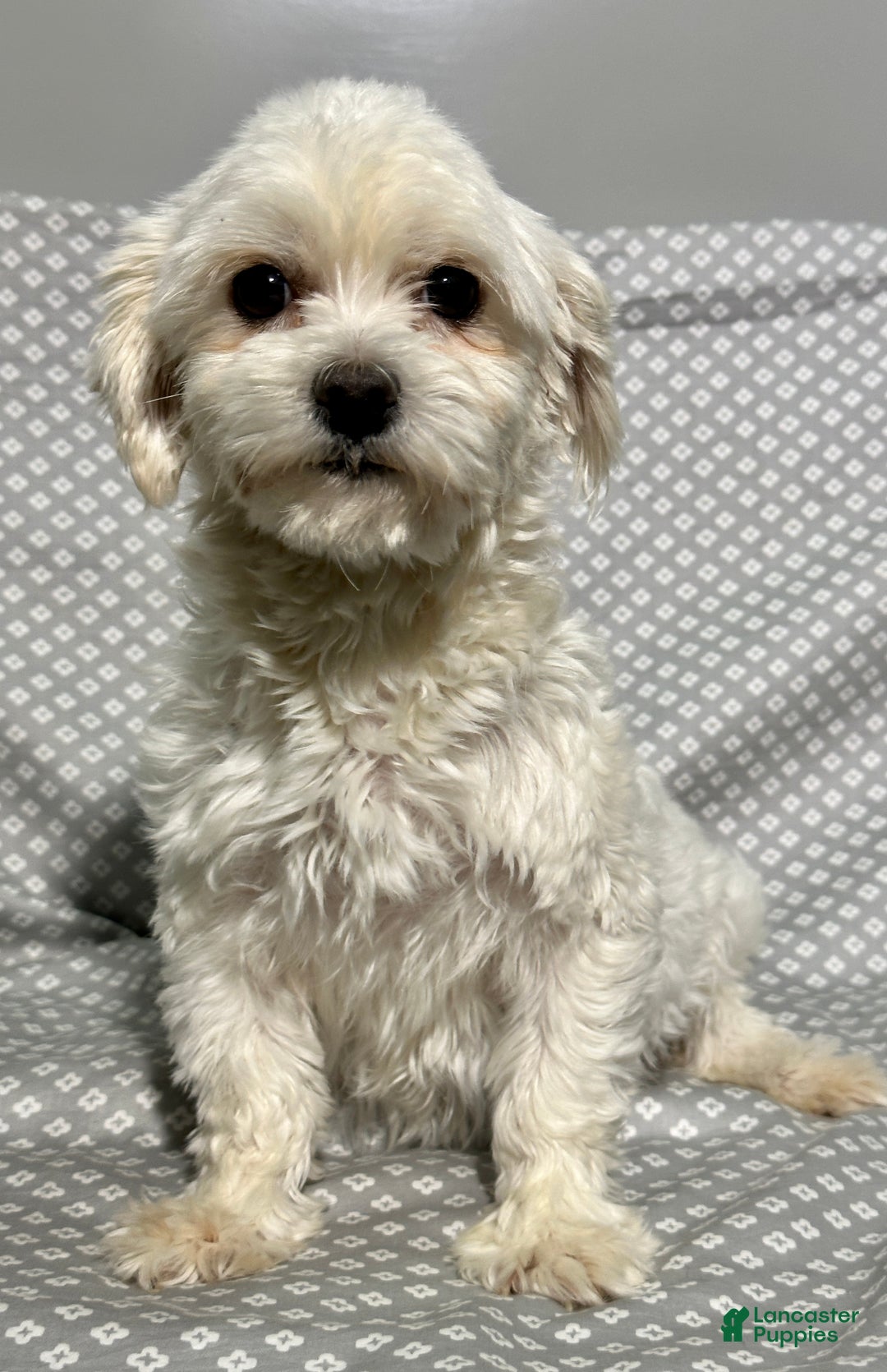Maltese dogs for sale: Eli - Ad 6