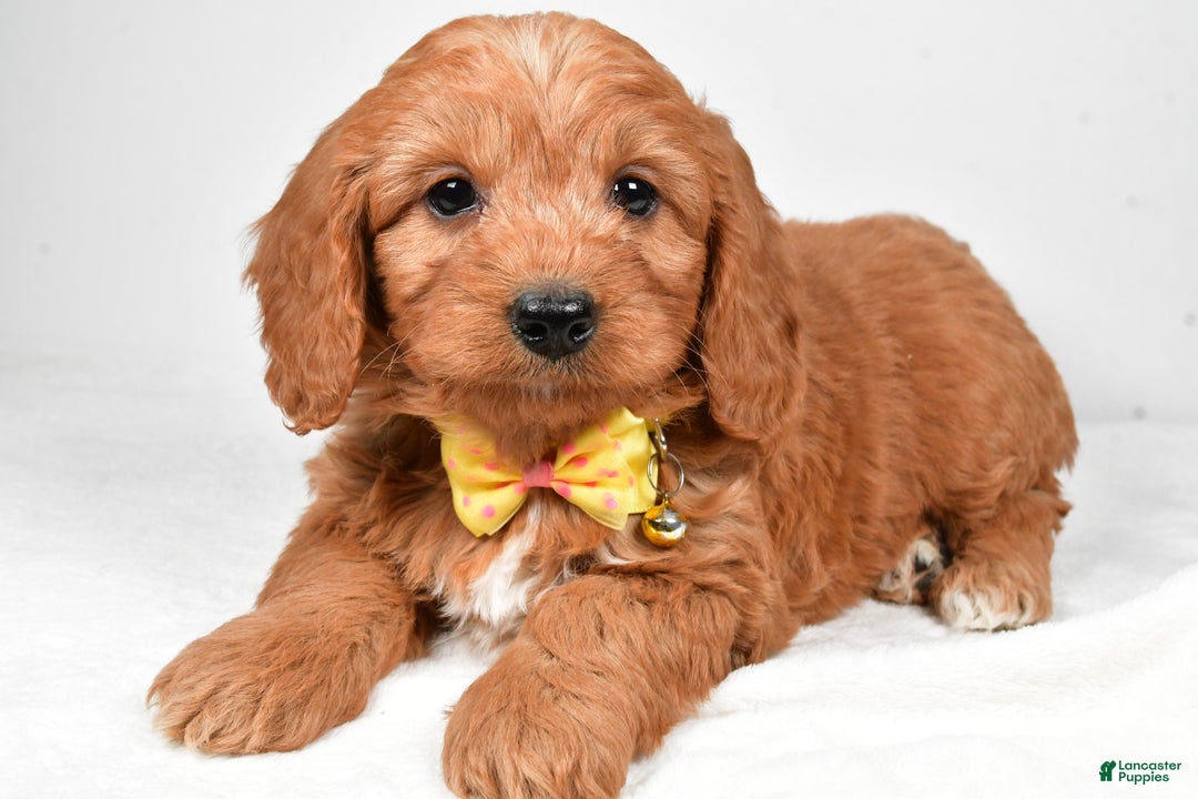 Mini Goldendoodle dogs for sale: Ripley f one b - Ad 2