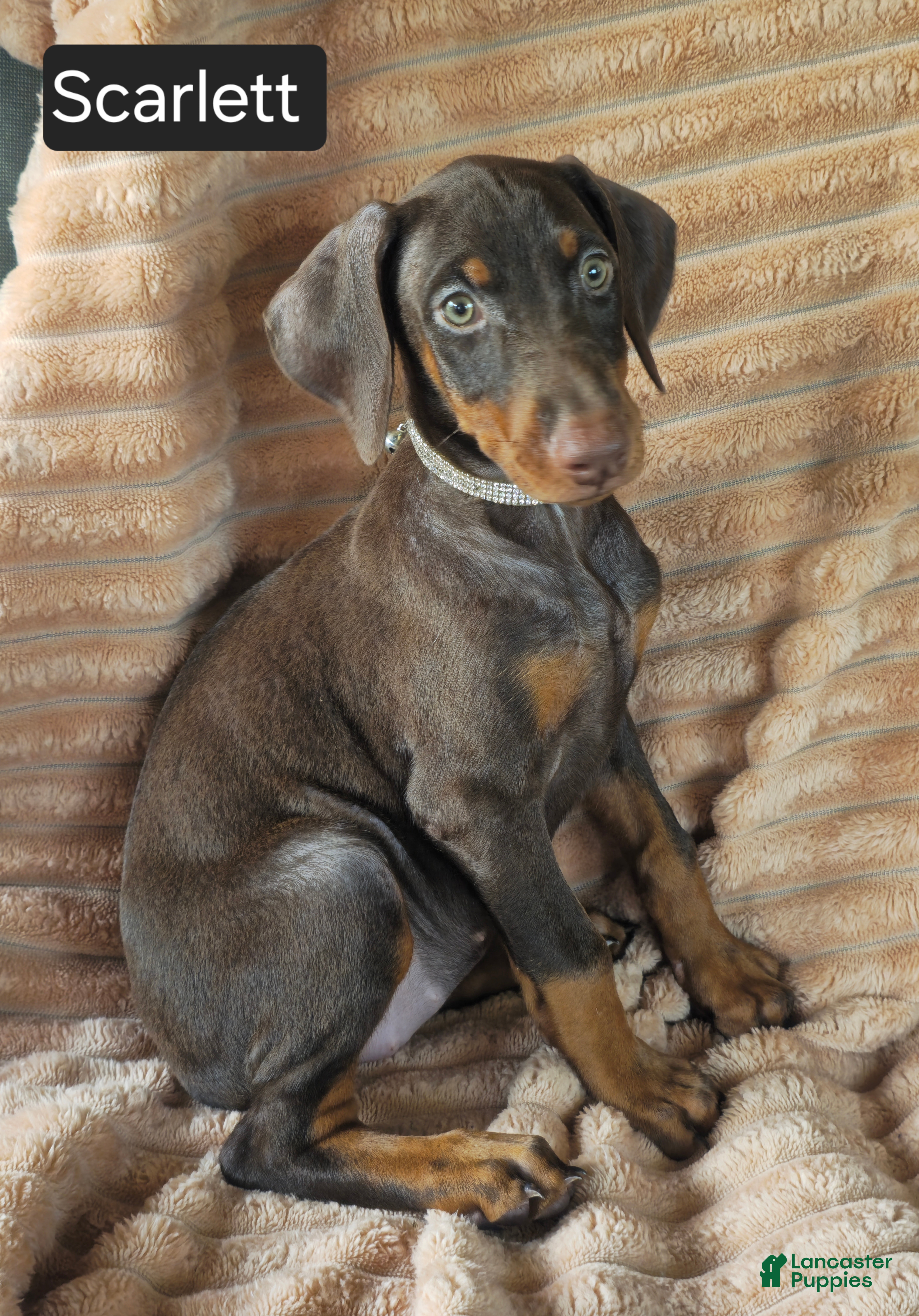 Doberman Pinscher dogs Scarlett  - Ad 1