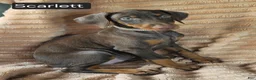 Doberman Pinscher dogs for sale: Scarlett  - Ad 1
