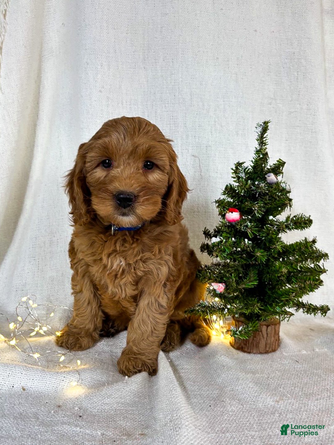 Mini Goldendoodle dogs for sale: Pepper - Ad 5