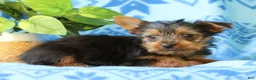 Yorkshire Terrier dogs for sale: Davy - Ad 7