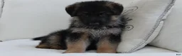 German Shepherd dogs for sale: German Shepherd Pick of litter Male Blue Collar - Ad 6