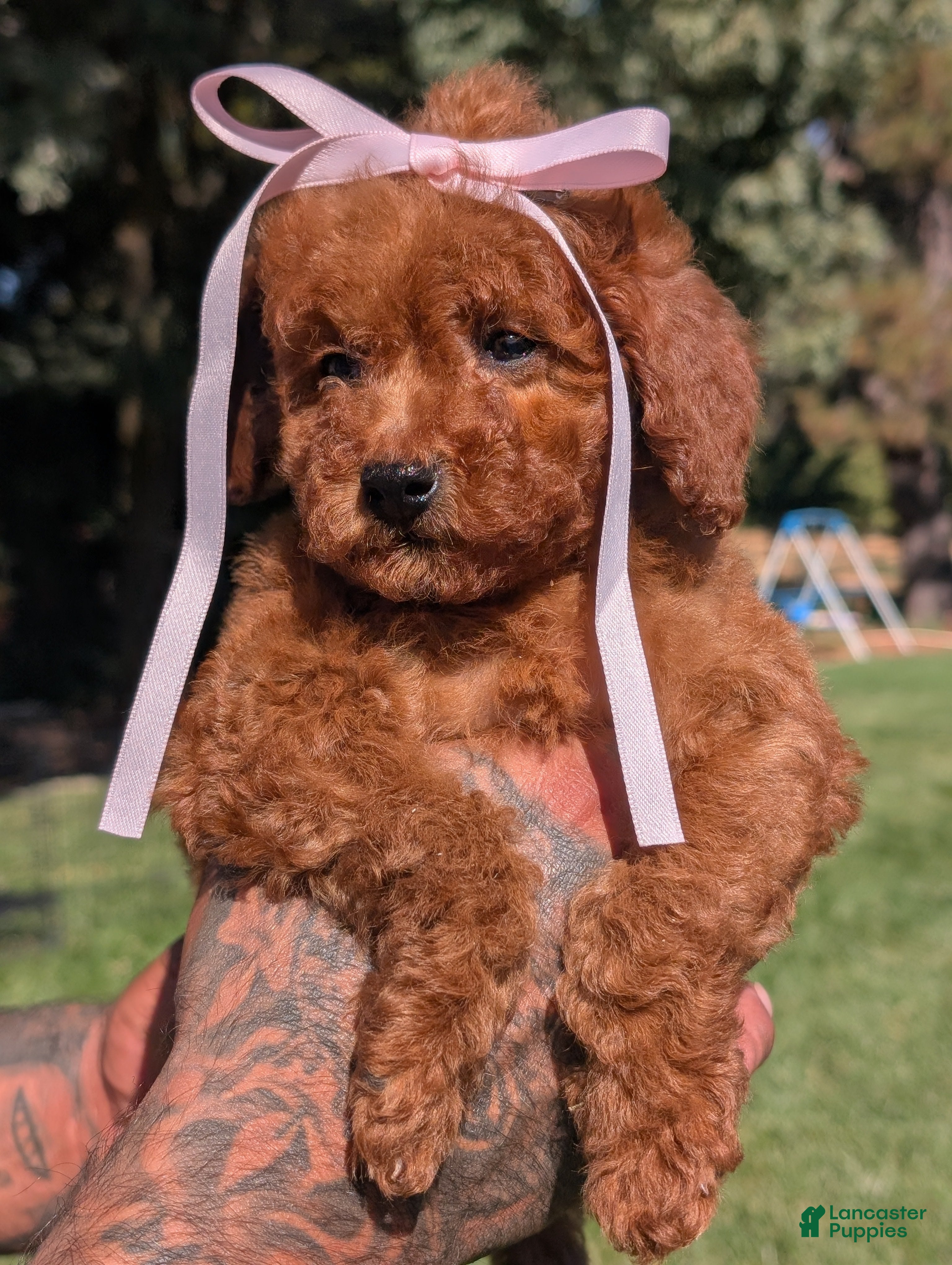 Mini Goldendoodle dogs PUMPKIN SPICE  - Ad 2