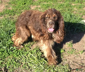 Cooper