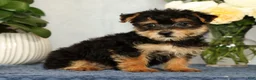 Yorkiepoo dogs for sale: Milo - Ad 4