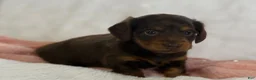 Miniature Dachshund dogs for sale: Gina - Ad 4