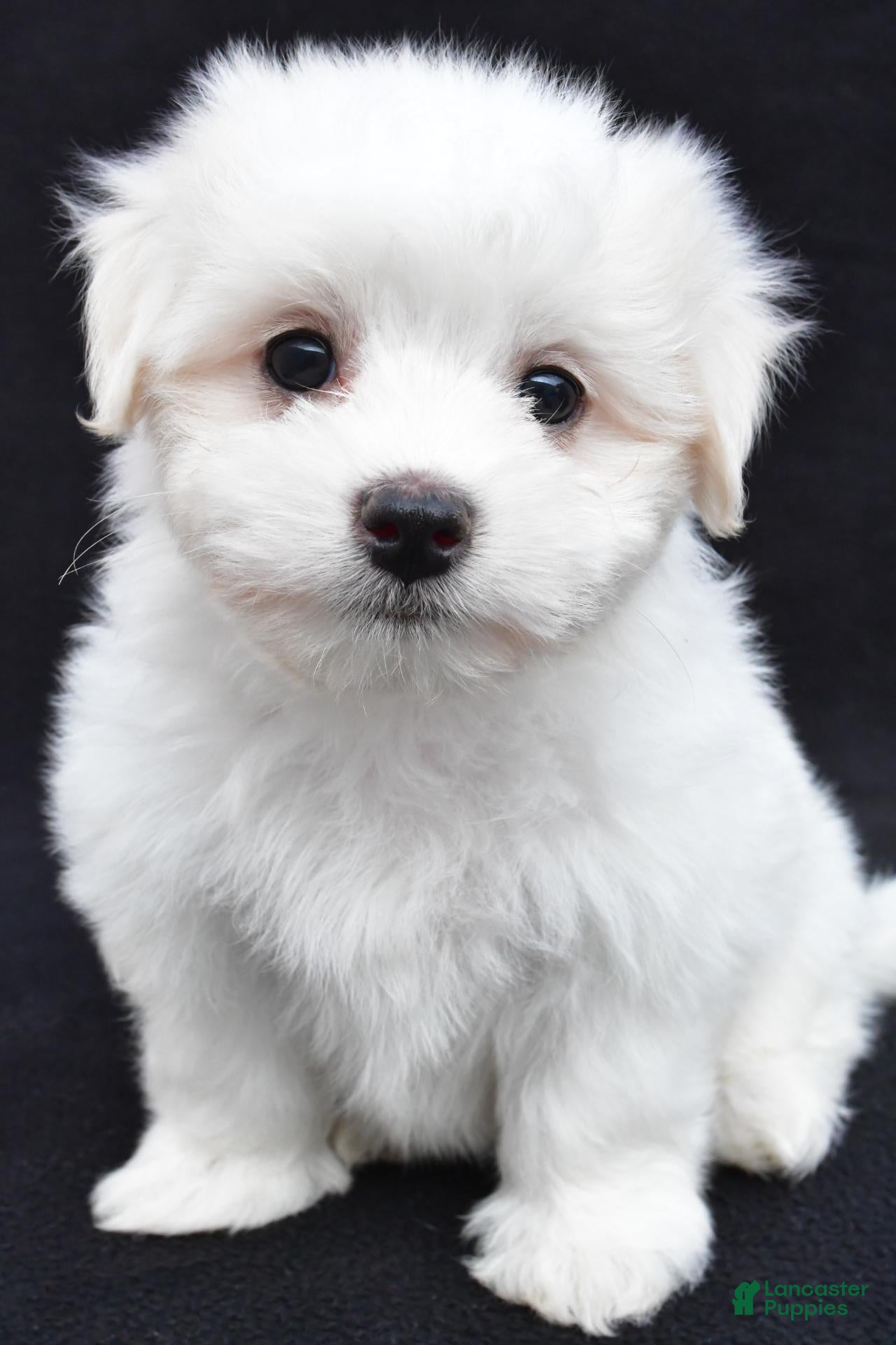 Maltese dogs Theo - Ad 1