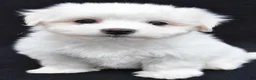 Maltese dogs for sale: Theo - Ad 1