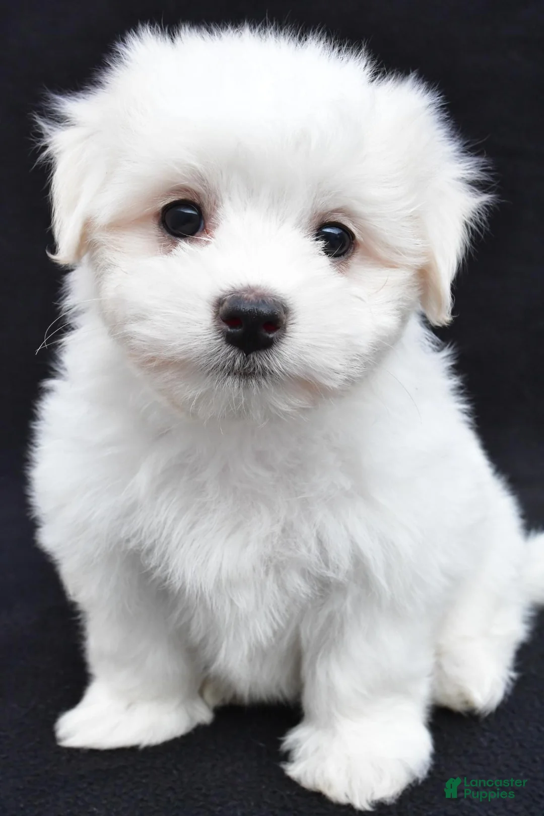 Maltese dogs for sale: Theo - Ad 1