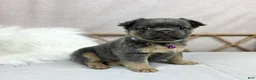 French Bulldog dogs for sale: French Bulldog Puppy 2 - Ad 5