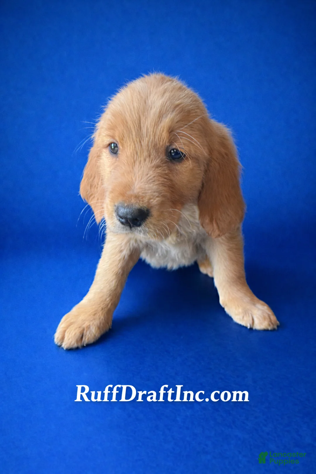 Golden Retriever dogs for sale: Darius - Ad 1