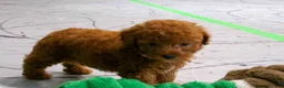Miniature Poodle dogs for sale: Lily🌸 - Ad 10