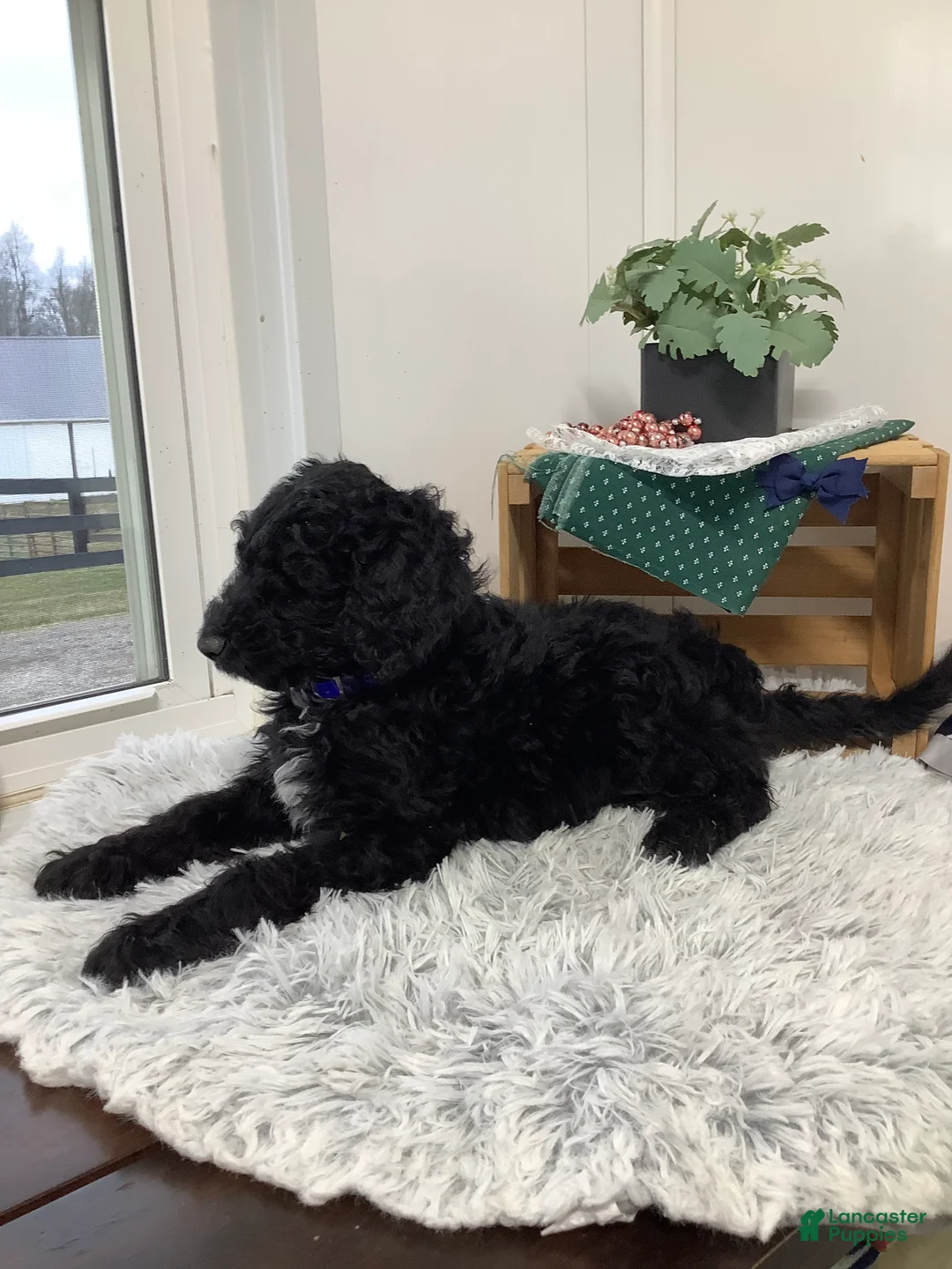Goldendoodle dogs for sale: Fido Puppy 1 - Ad 6