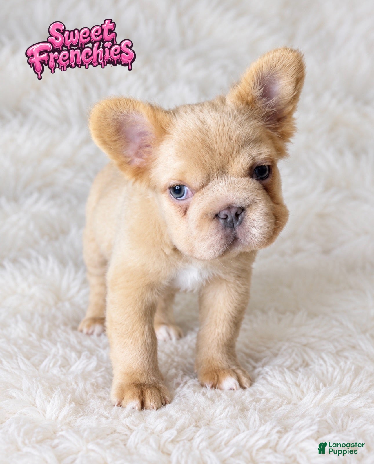 French Bulldog dogs for sale: Milkshake (Blue covered cream / big rope /fluffy )  - Ad 1