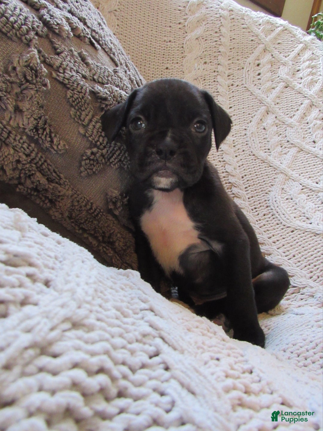 Boxer dogs for sale: Percy - Ad 1