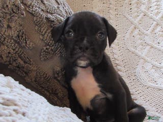 Boxer dogs Percy - Ad 23