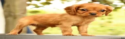 Cavalier King Charles Spaniel dogs for sale: Violet - Ad 9
