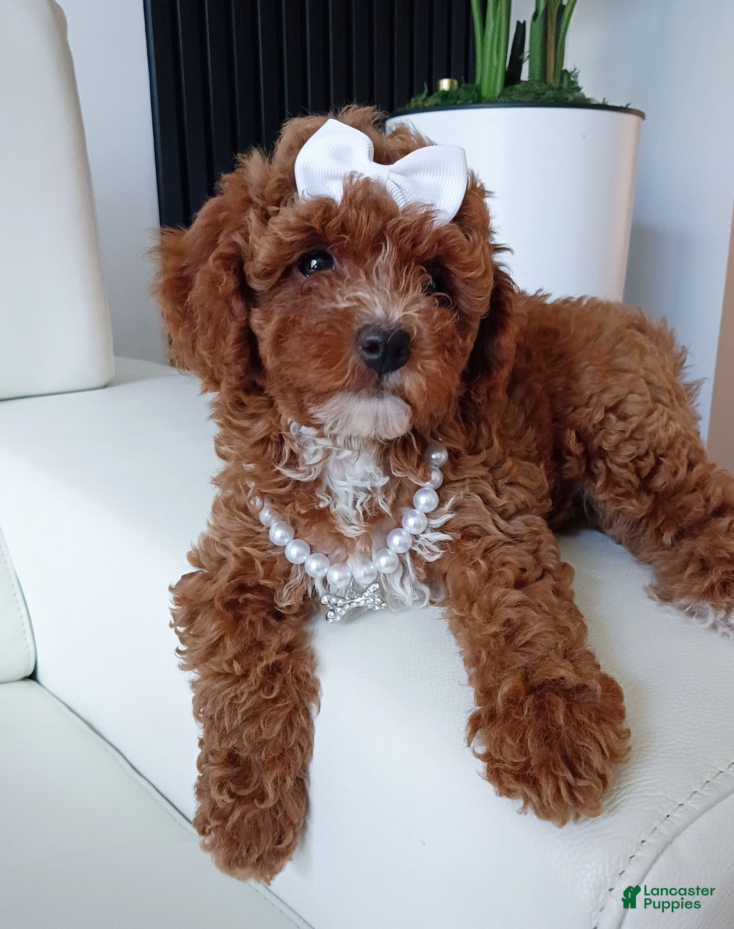 Toy Poodle dogs Cupcake Red Toy Poodle  - Ad 30