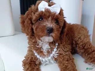 Toy Poodle dogs Cupcake Red Toy Poodle - Ad 30