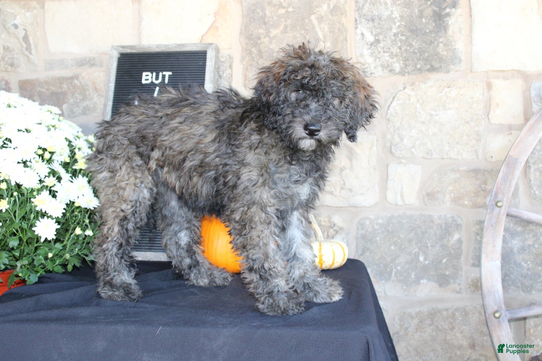 Mixed Breed dogs for sale: Sundae - Ad 3