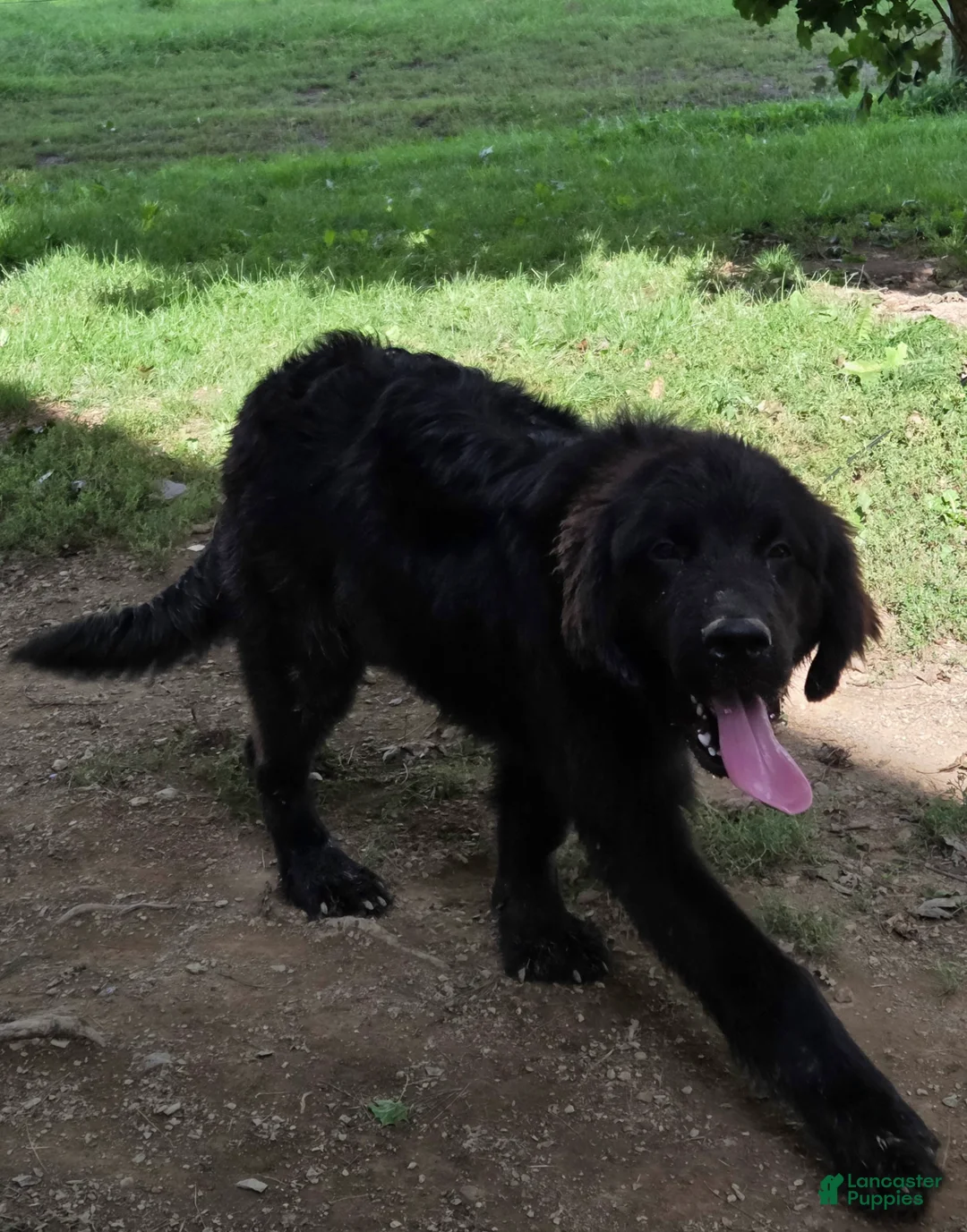 Newfoundland dogs for sale: Newfoundland 2- elmo - Ad 1