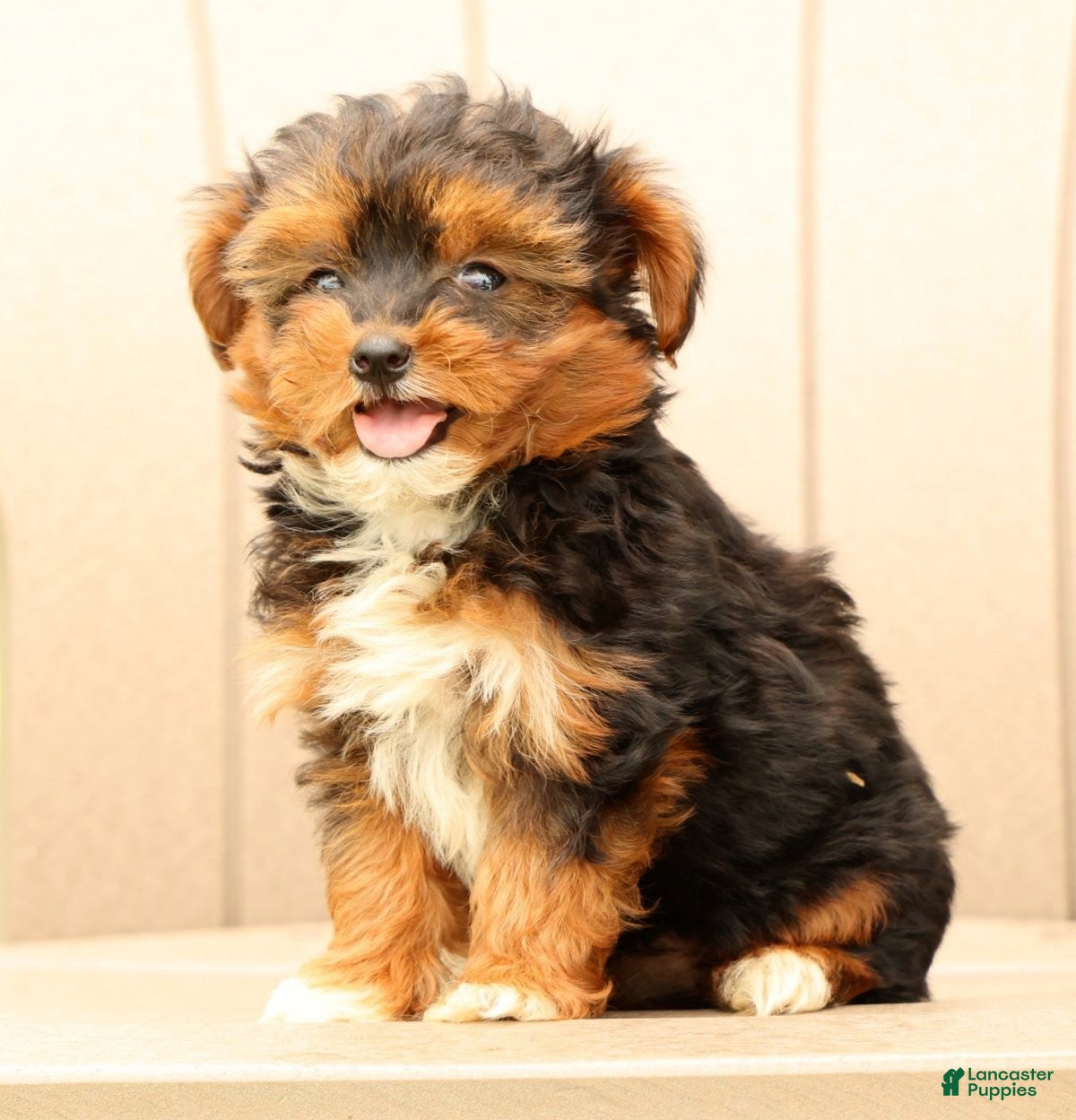 Morkie dogs Dixie - Ad 2