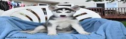 Siberian Husky dogs for sale: Breeze - Ad 4