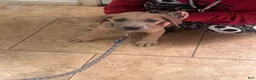Great Dane dogs for sale: Great Dane Puppy 1 - Ad 3