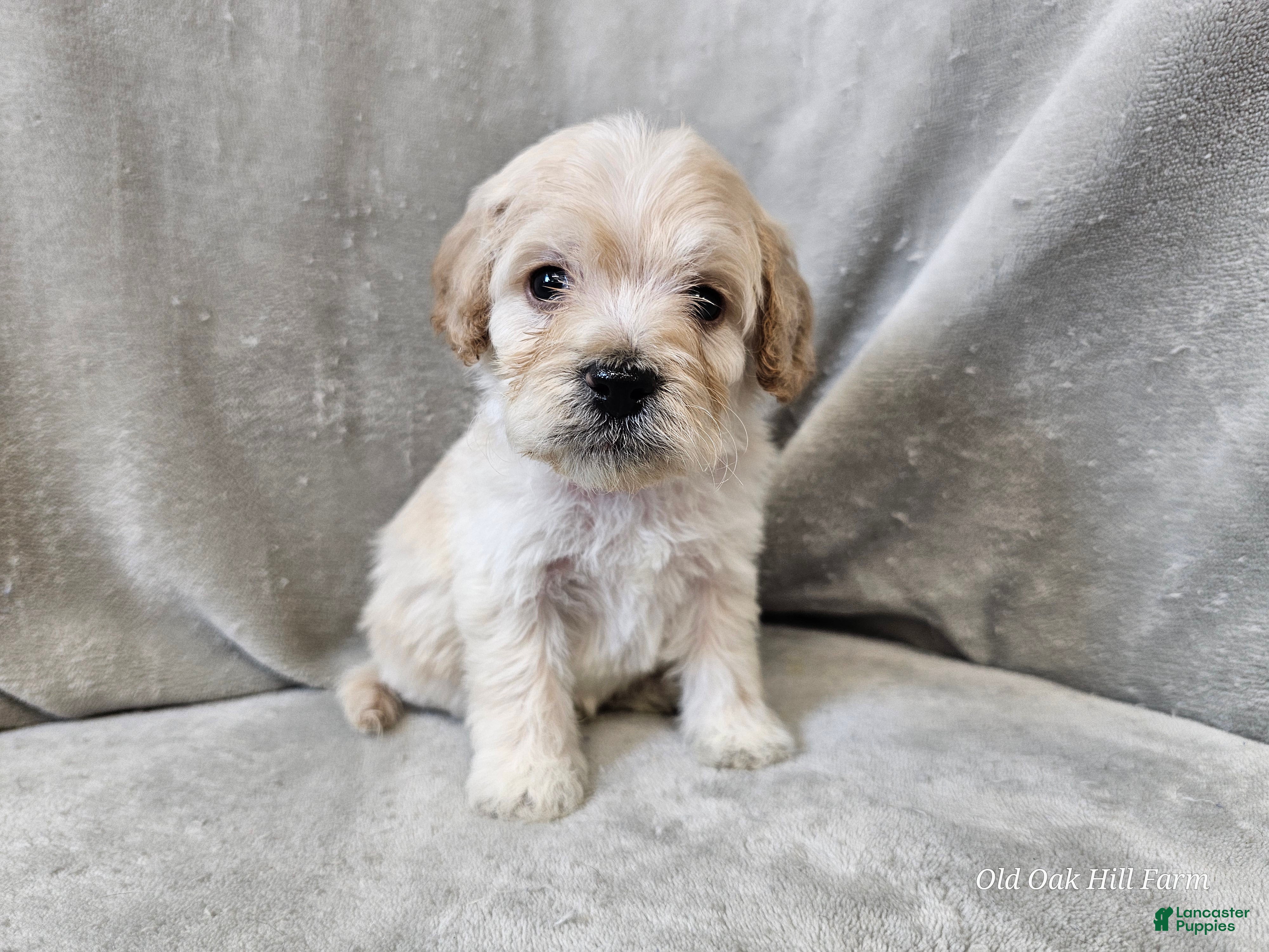 Cavapoo dogs Alfredo - Ad 3