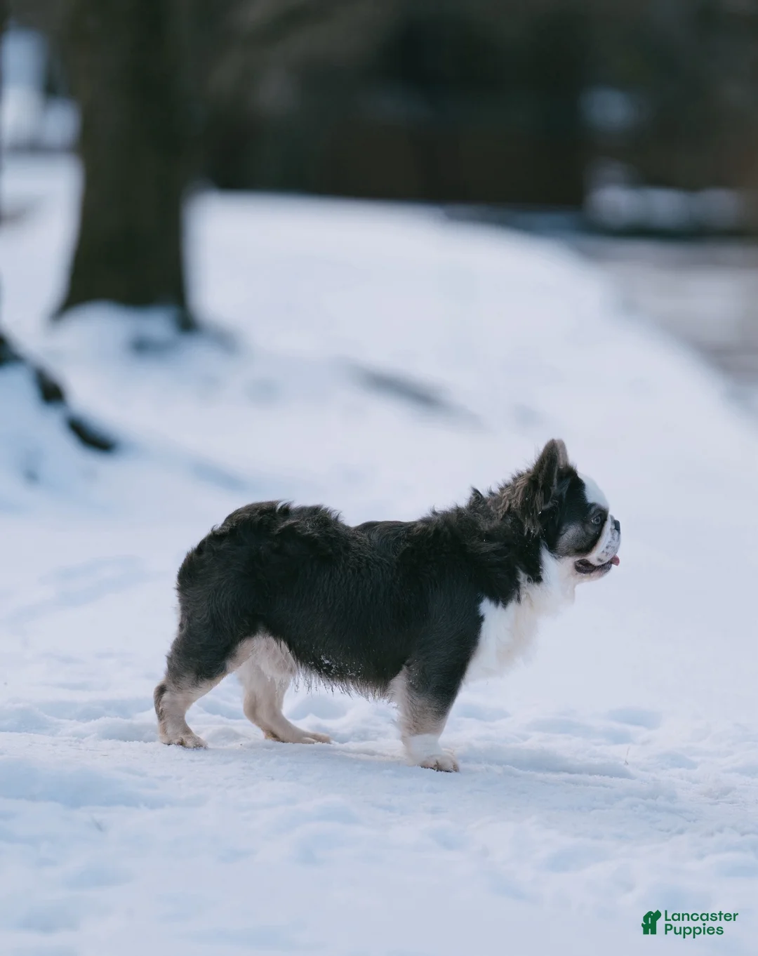 French Bulldog dogs for stud: Sonic Husky Pink Rojo - Ad 2