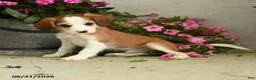 Mixed Breed dogs for sale: Ridley - Ad 1