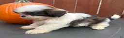 Shih Tzu dogs for sale: Peanut - Ad 3