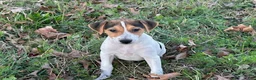 Jack Russell Terrier dogs for sale: Jack Russell Terrier Boy 1 - Ad 4