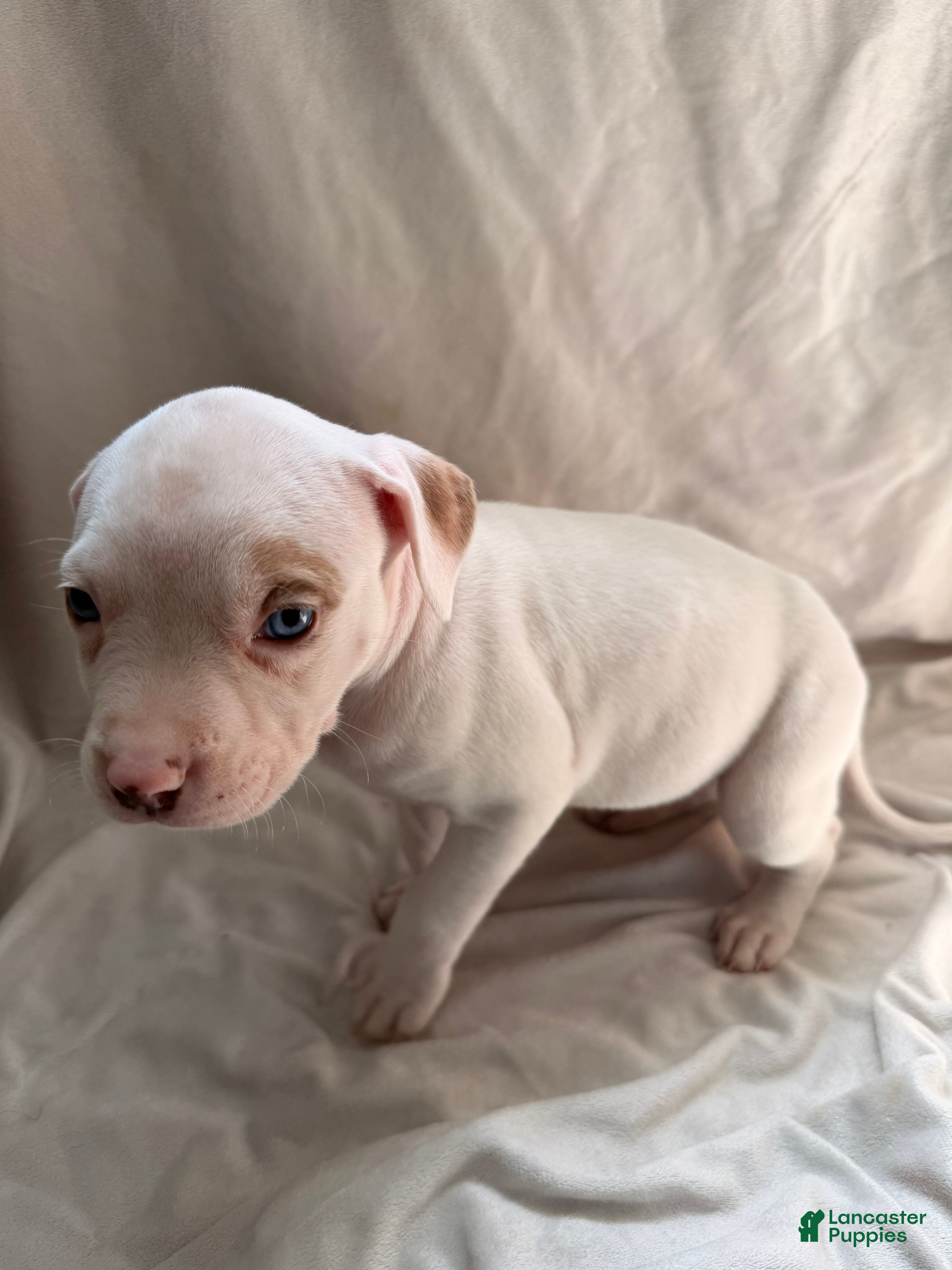 Mixed Breed dogs Mixed Breed Puppy 3 - Ad 36
