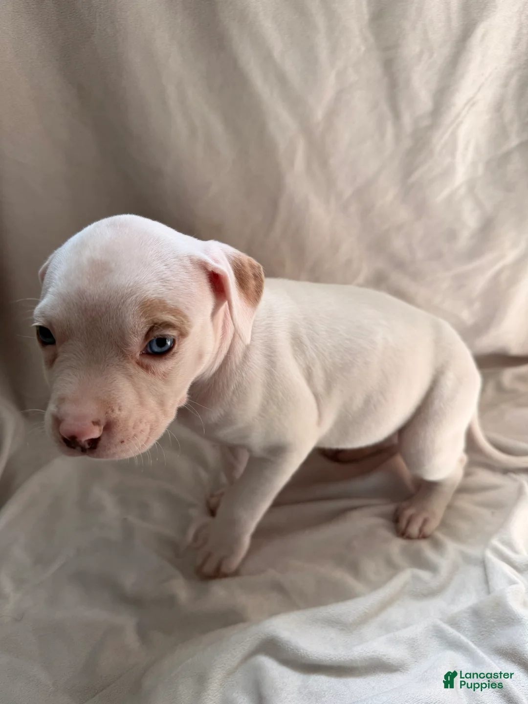 Mixed Breed dogs for sale: Mixed Breed Puppy 3 - Ad 1
