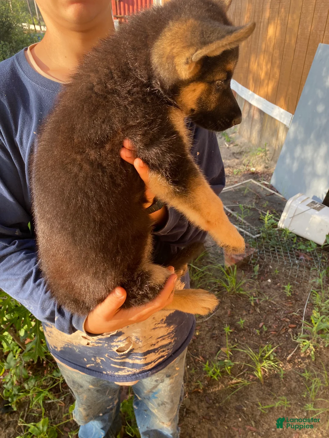 German Shepherd dogs for sale: German Shepherd 2 - Ad 2