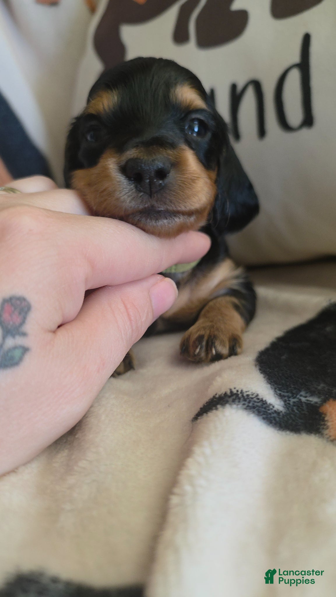 Miniature Dachshund dogs for sale: Lacey  - Ad 2