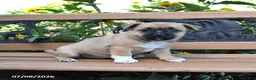Jug dogs for sale: Clover - Ad 3